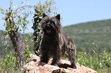 CAIRN TERRIER 467
